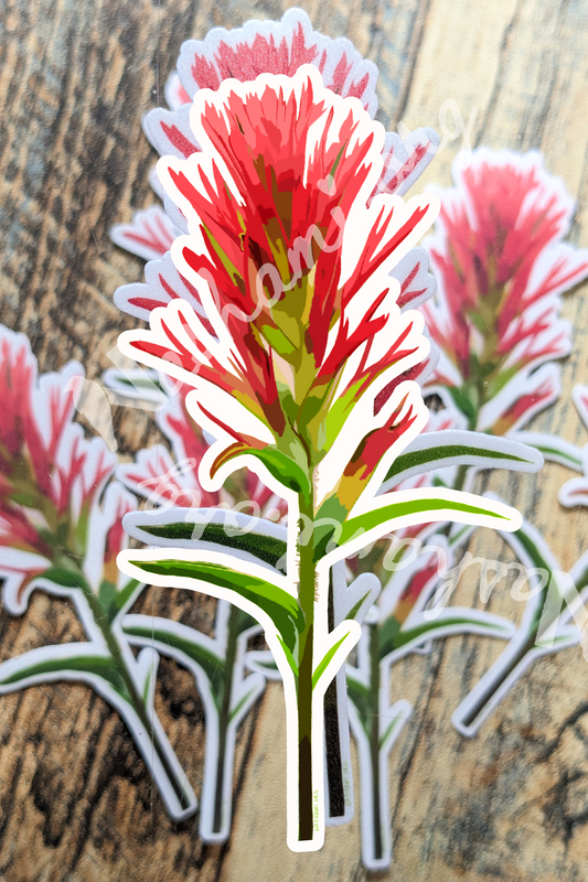 Indian Paintbrush Sticker