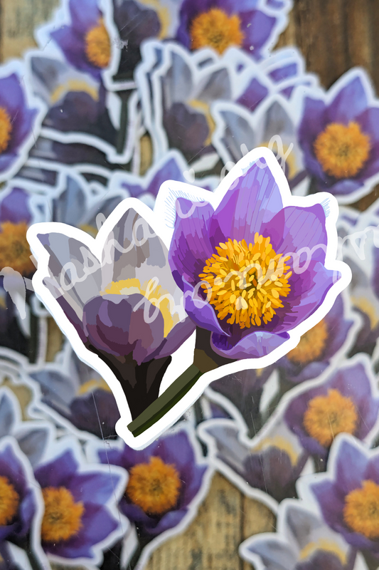 Pasque Flower Sticker